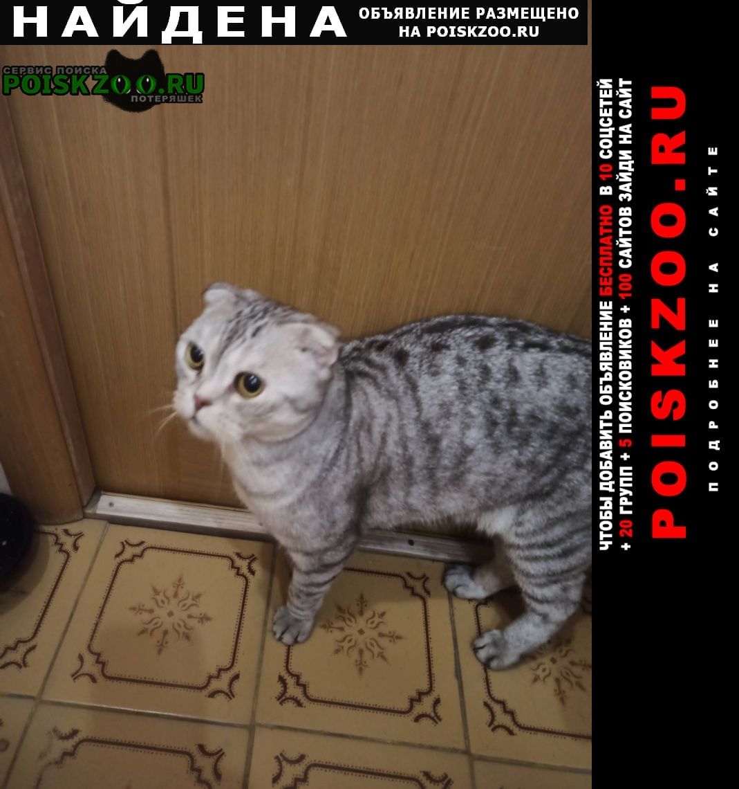 Найден кот в московском районе Нижний Новгород