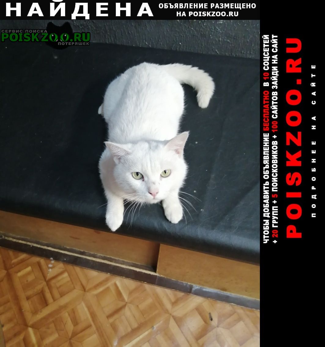 Найден кот. Комсомольск-на-Амуре