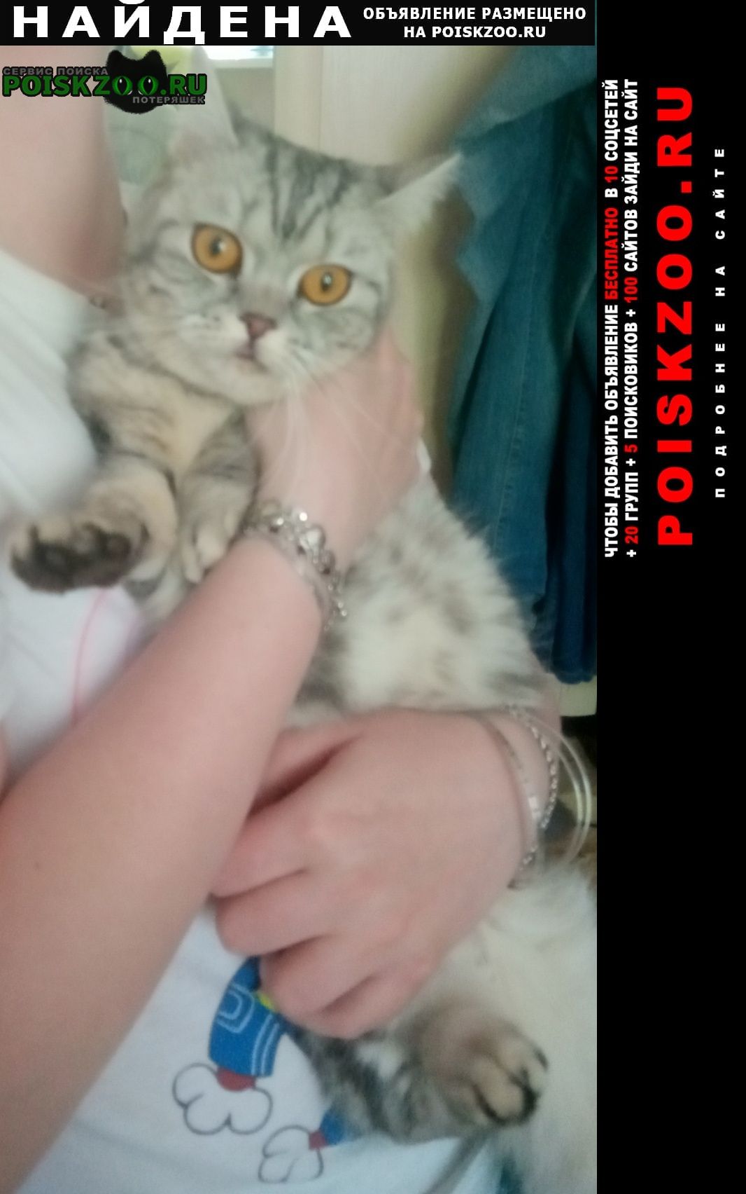 Найдена кошка британская короткошёрстная Владимир