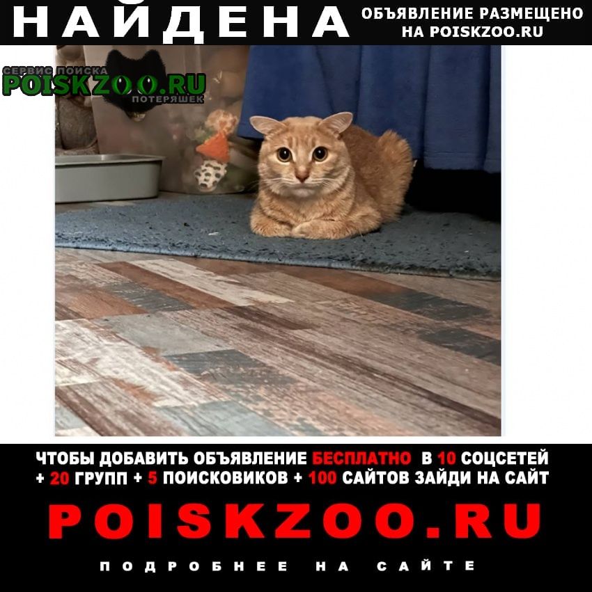 Москва Найдена кошка, с красным ошейником