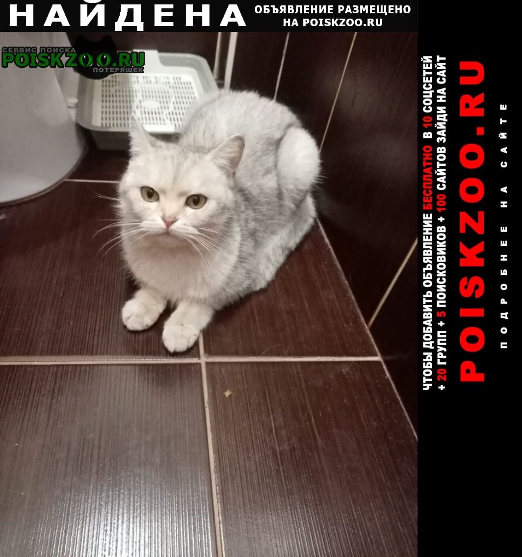 Найдена кошка хозяин отзовись Новочебоксарск