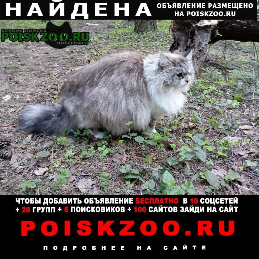 Найдена кошка или кот пушистый Зеленоград