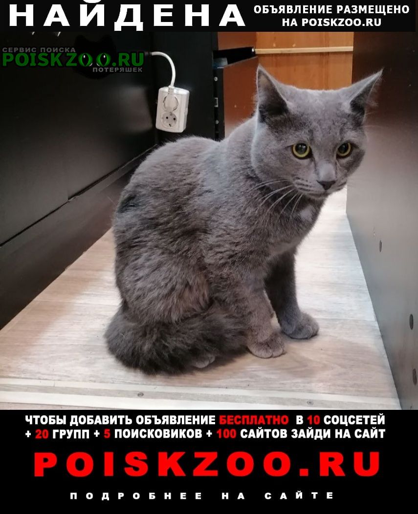 Найден кот. серый крупный кот Ставрополь