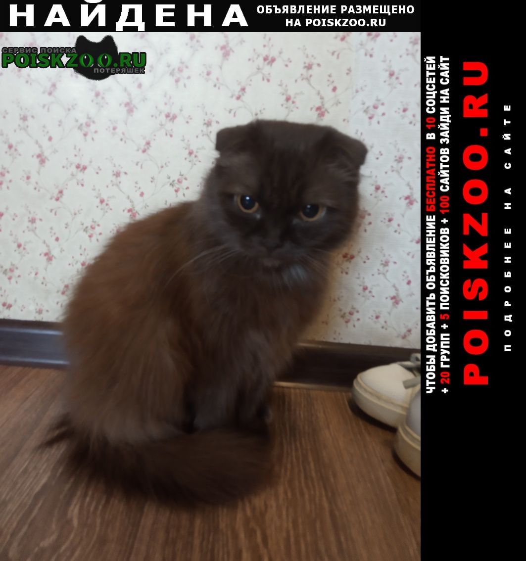 Найдена кошка порода хайленд - фолд Омск