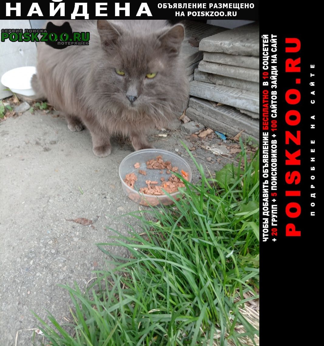 Найден кот Хабаровск