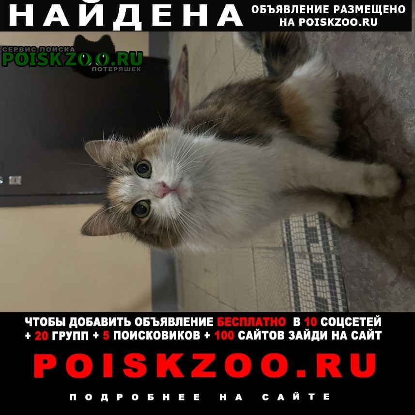 Найдена кошка Санкт-Петербург