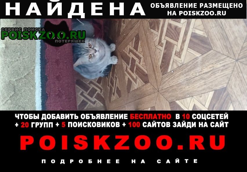 Найдена кошка чья потеряшка? Москва