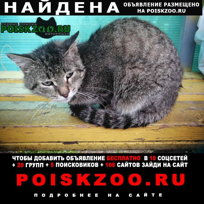 Найдена кошка просим помочь Новочебоксарск