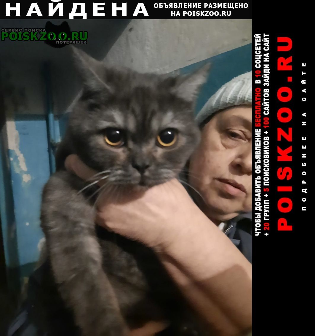 Найден котик домашний Воронеж