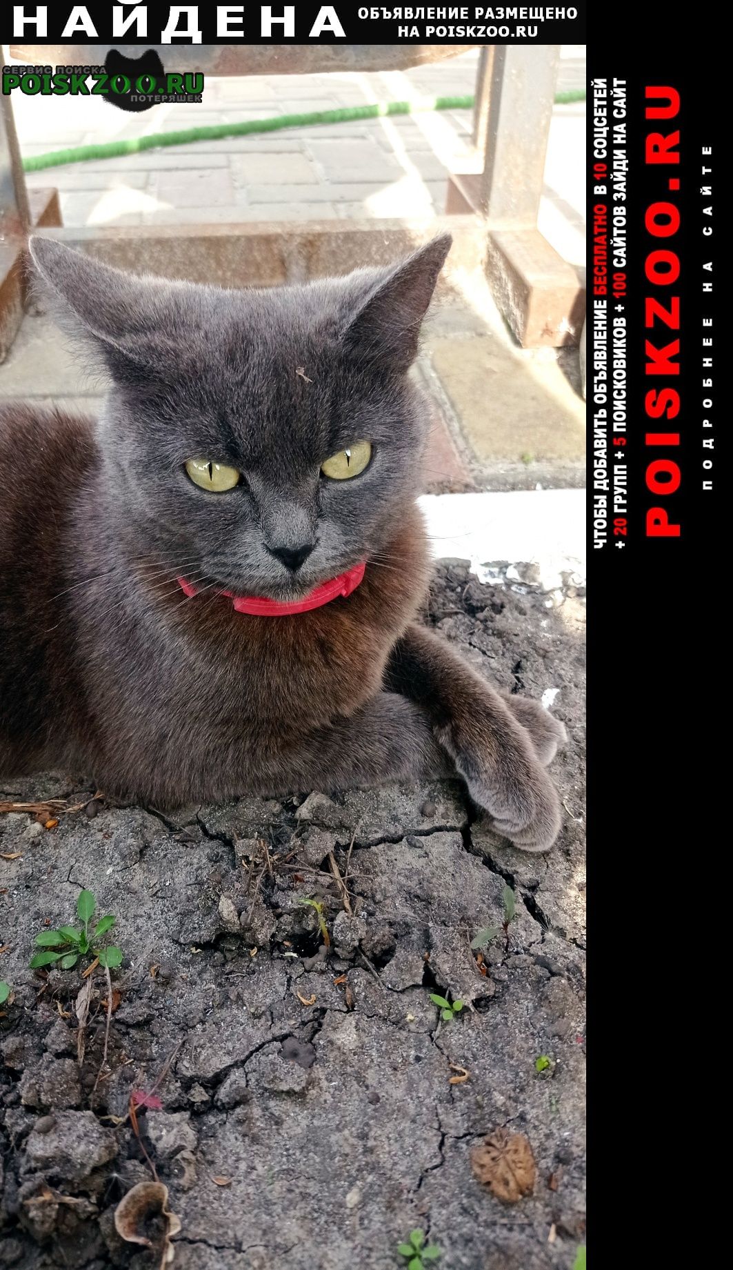 Белгород Найдена кошка красный ошейник