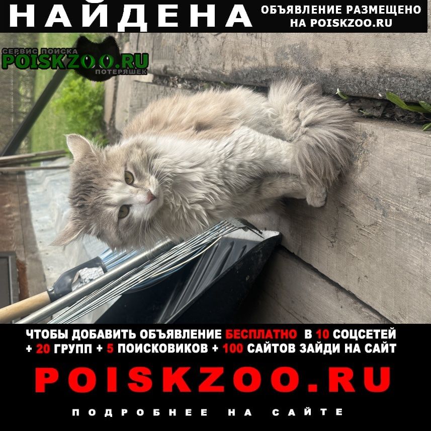 Найден кот Красноярск