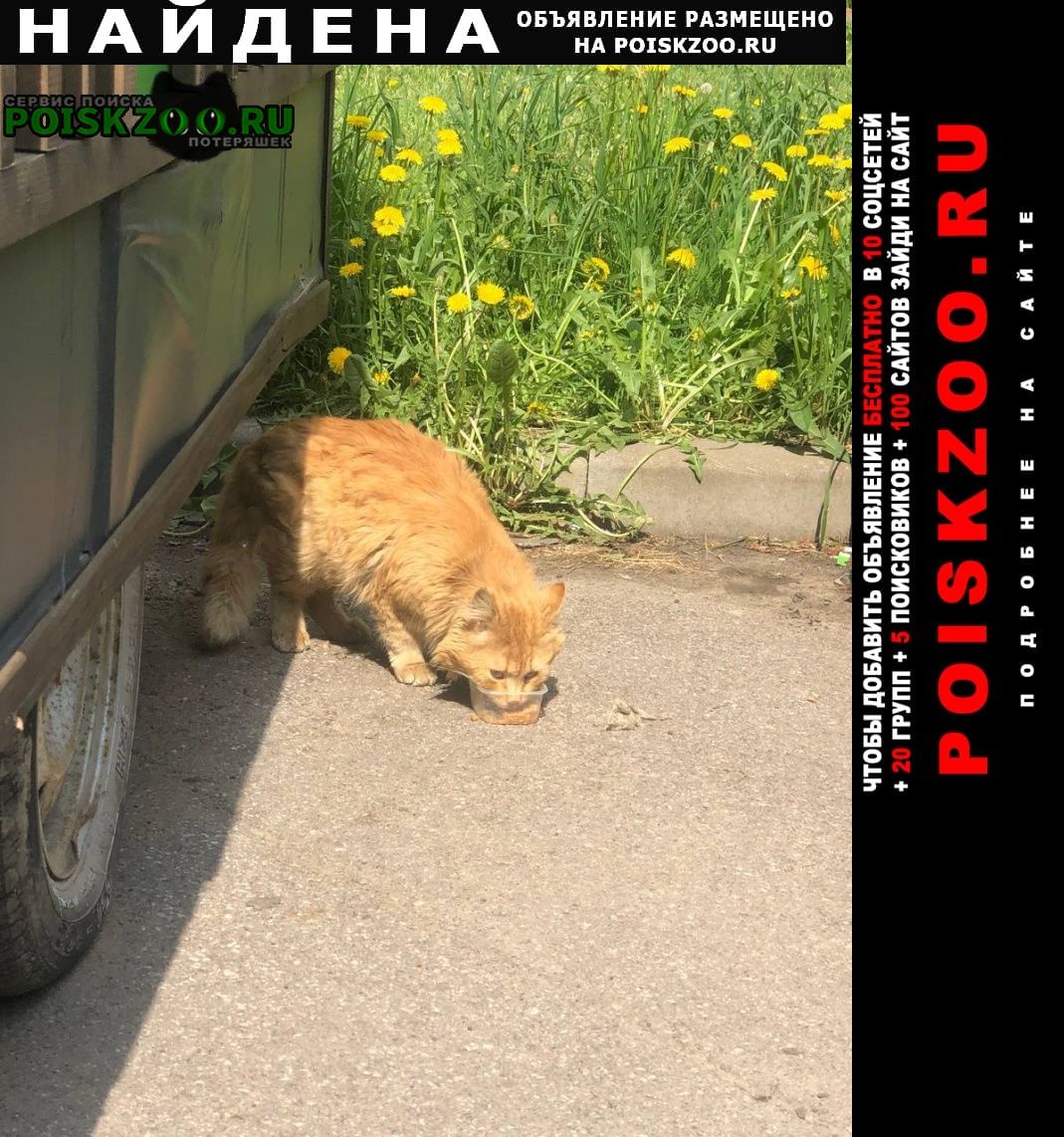 Найден кот рыжий кот Санкт-Петербург