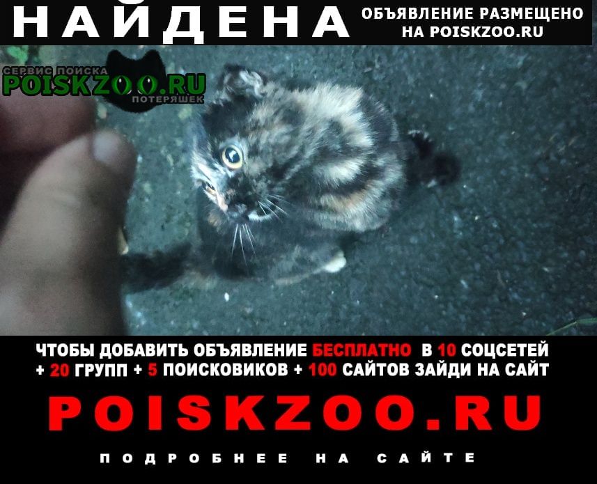 Найдена кошка на зорге Ростов-на-Дону