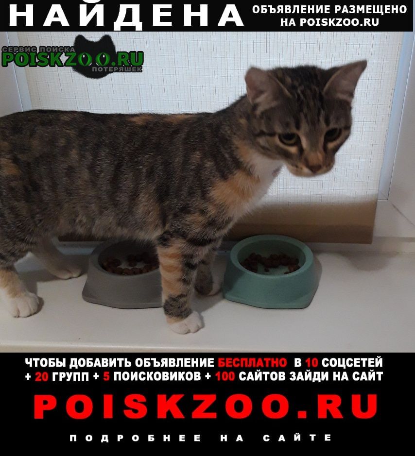 Хабаровск Найдена кошка кошечка