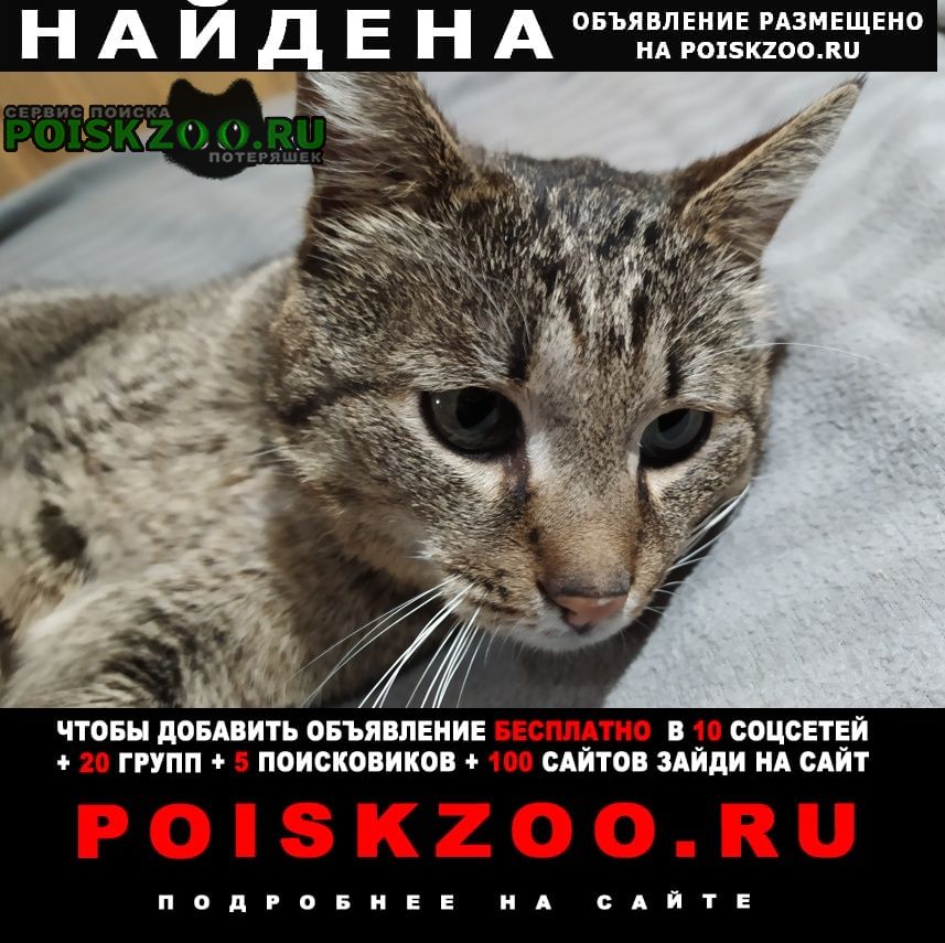 Быково (Московская обл.) Найден кот