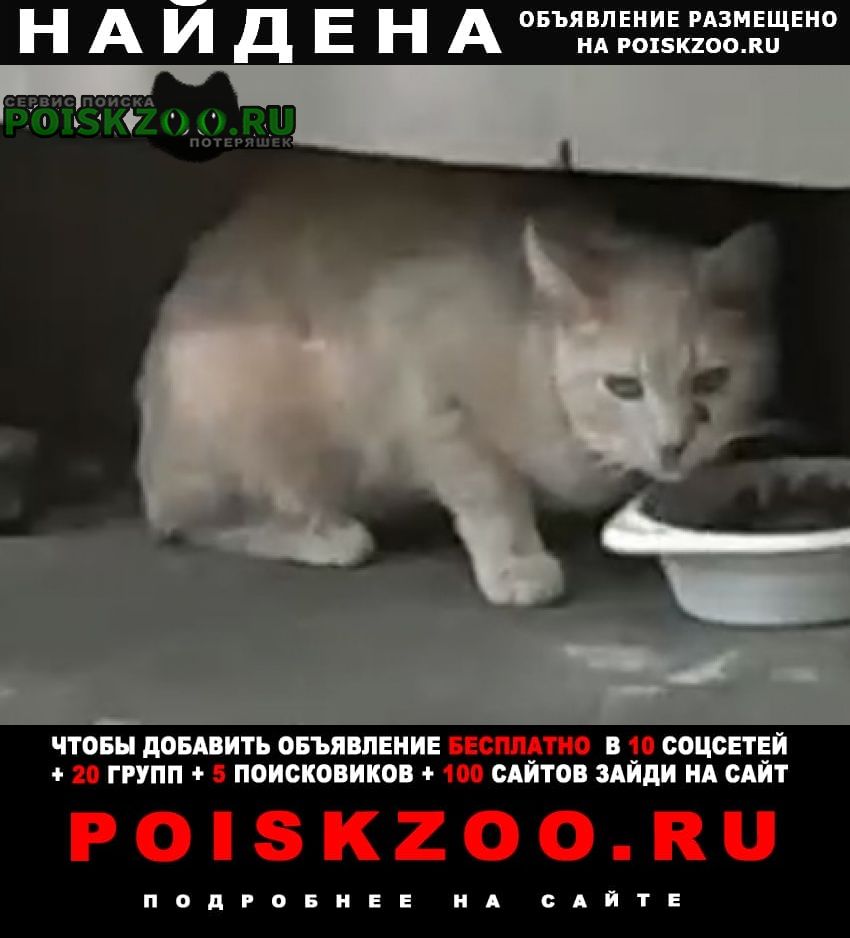 Найден кот рыжий Москва