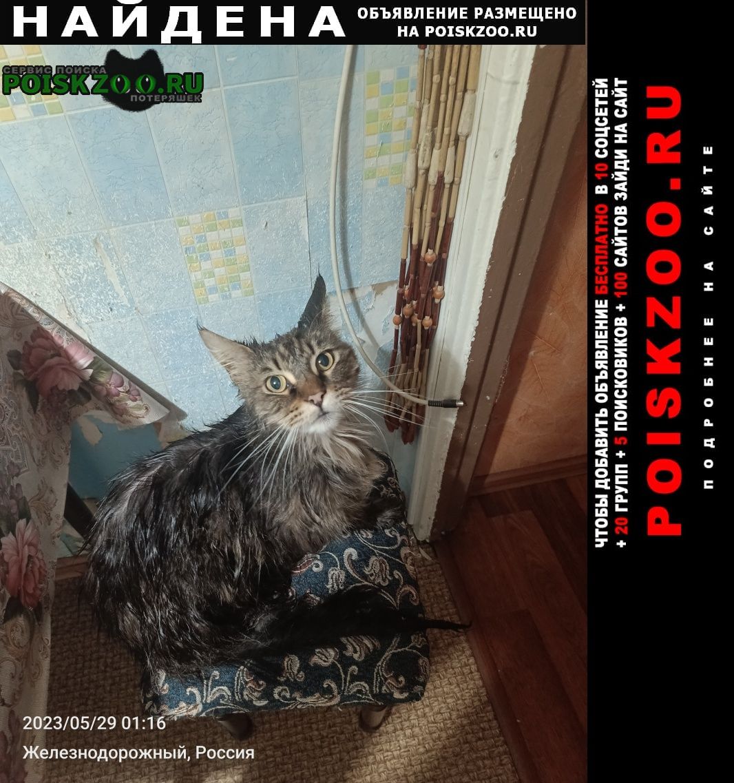 Найдена кошка мейн- кун Балашиха