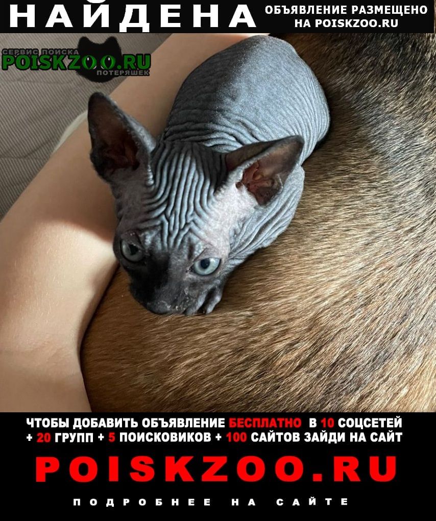 Найдена кошка кошечка сфинкса. 28 мая, девочка Кемерово
