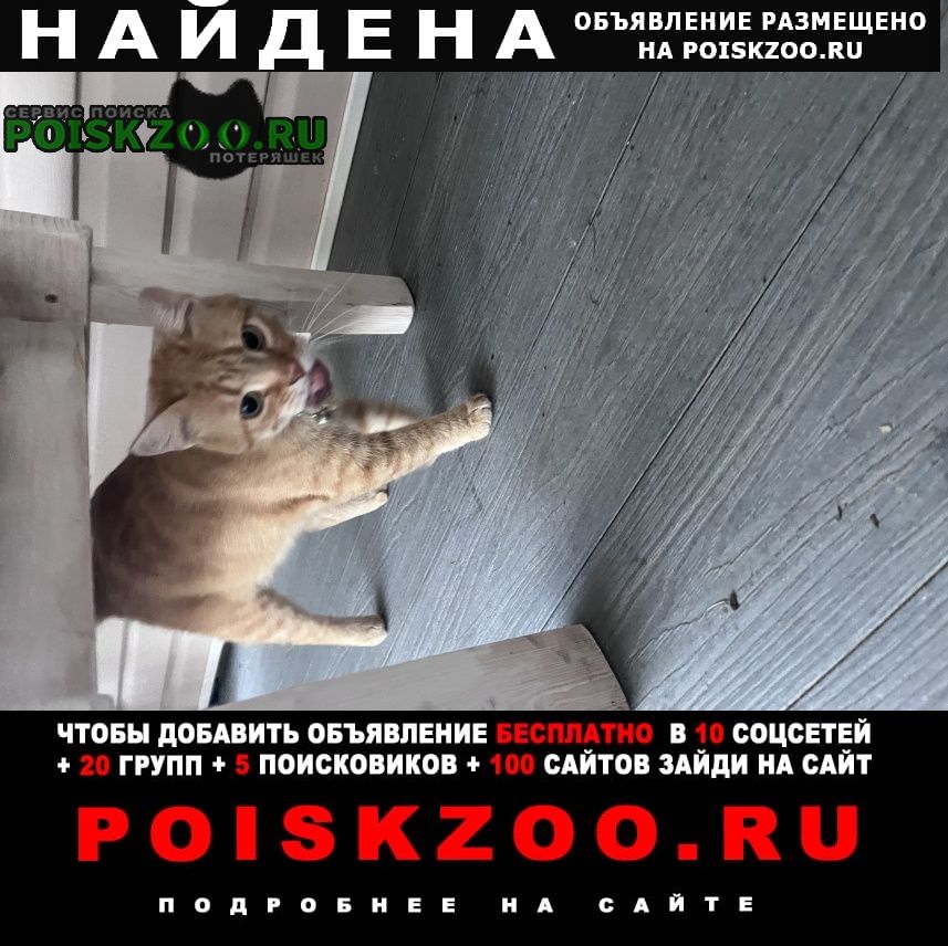 Найден кот Чехов