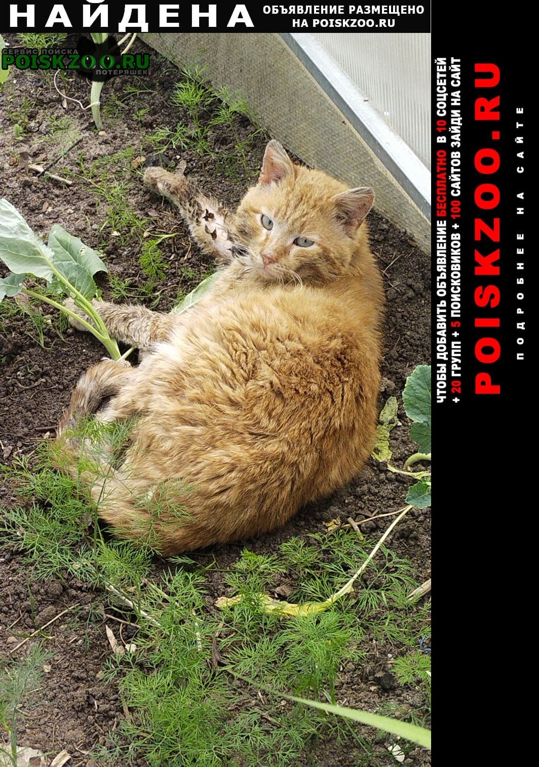 Найден кот рыжий котик Раменское