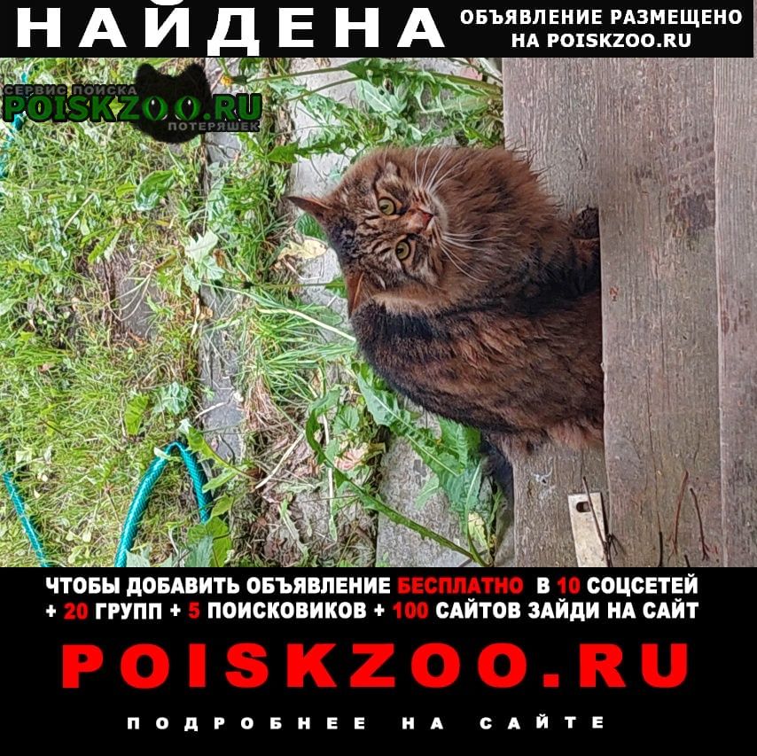 Найдена кошка общительный кот, коричневый ошейник от б Пушкино