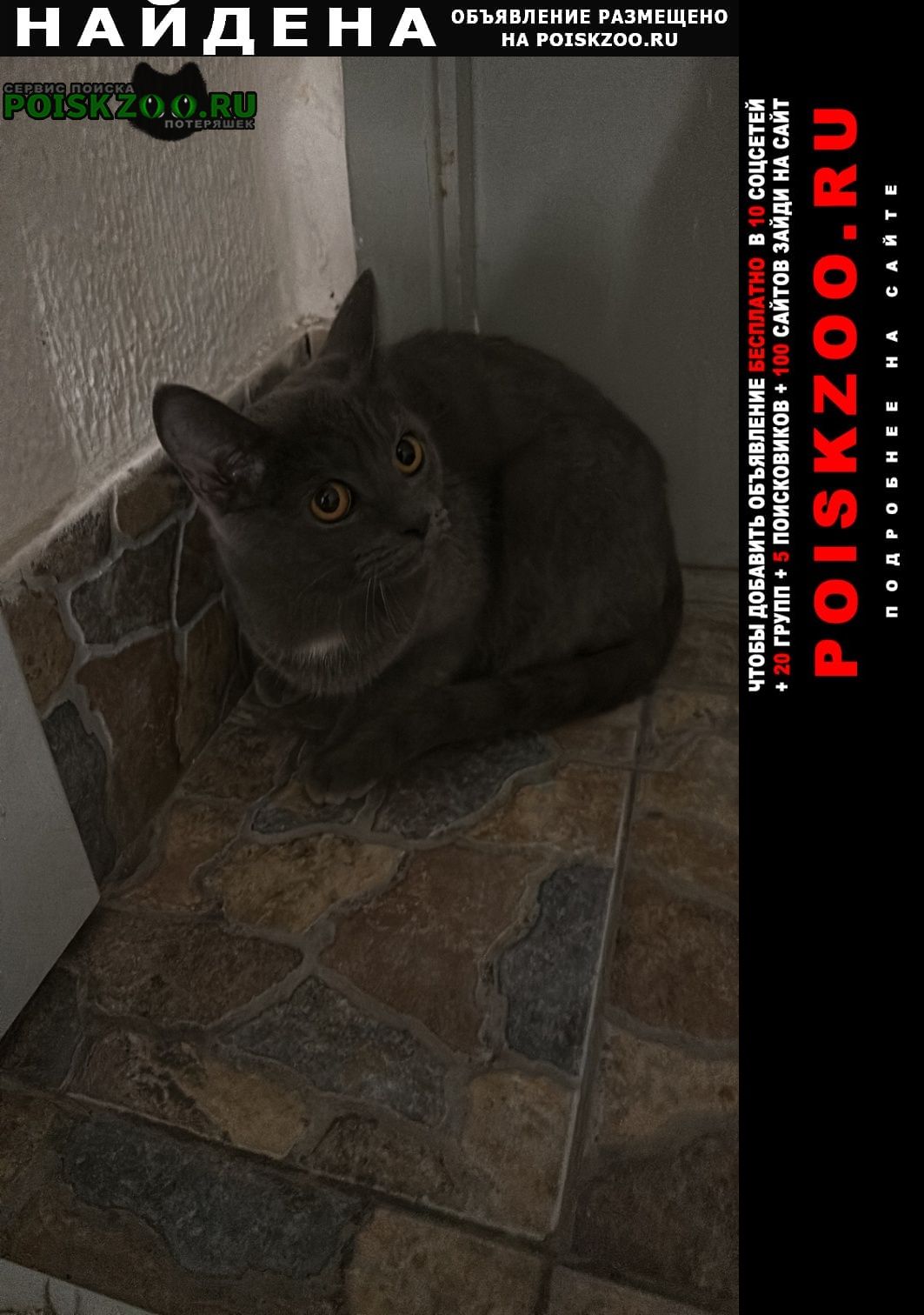 Найдена кошка в 362 корпусе Зеленоград