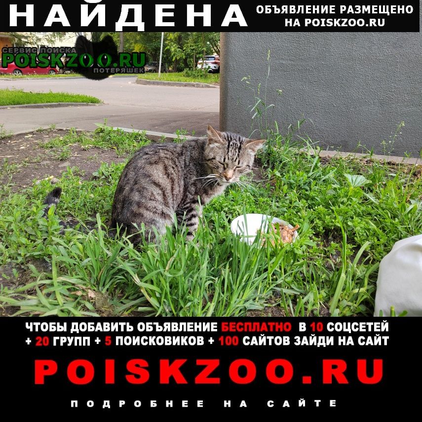 Москва Найден кот