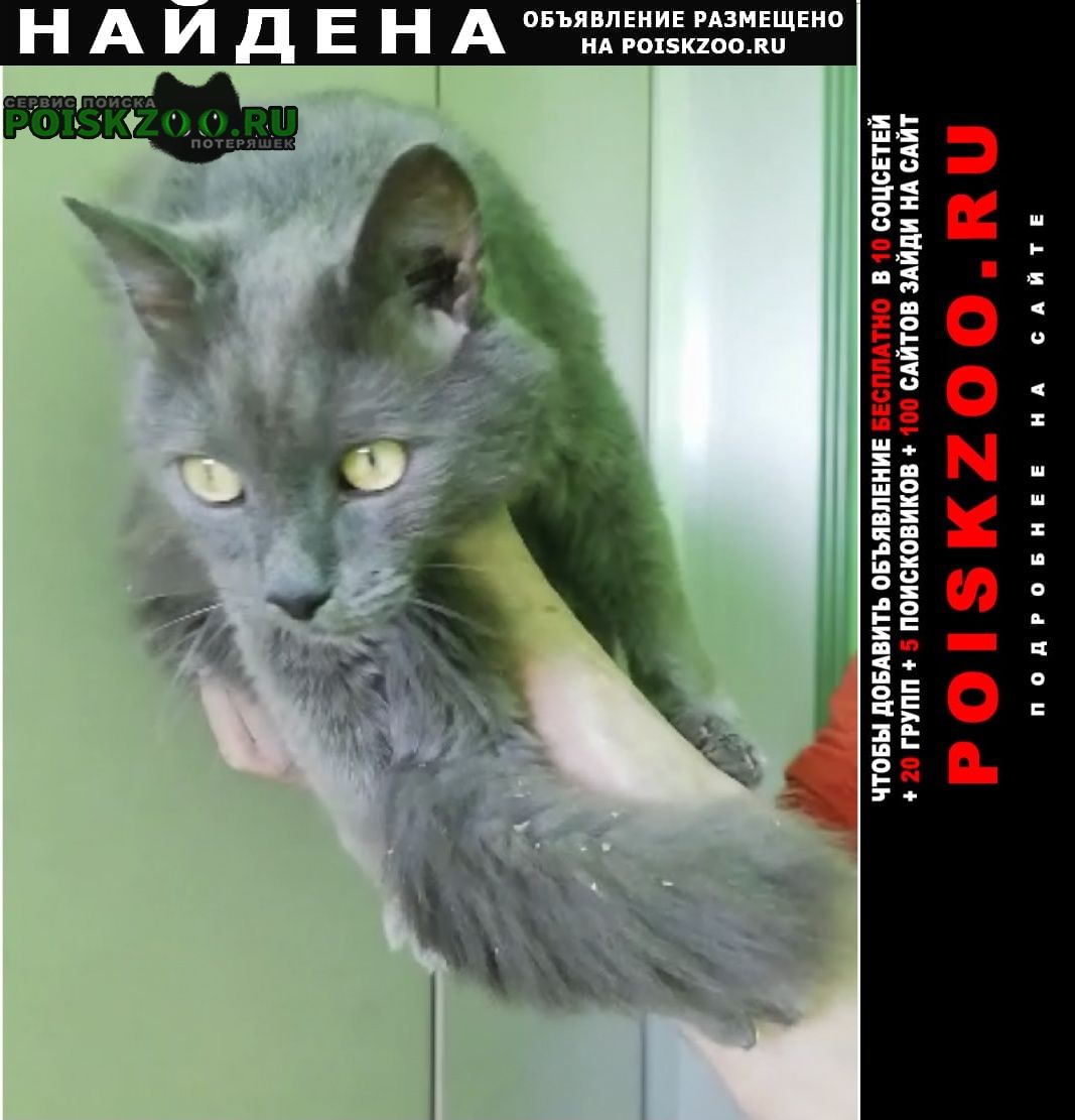 Москва Найдена кошка серой-голубая с пушистым хвостом
