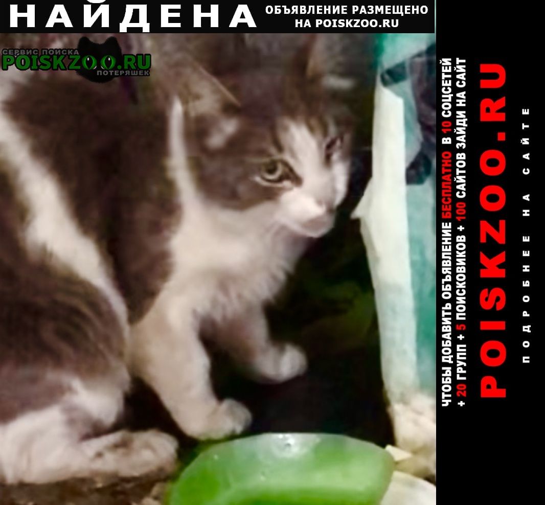 Найдена кошка или кот с серыми пятнами Москва