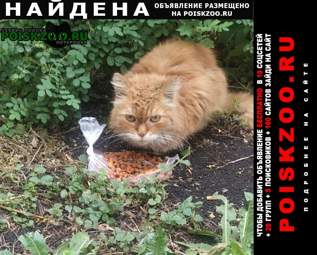 Найдена кошка рыжая пушистая Екатеринбург