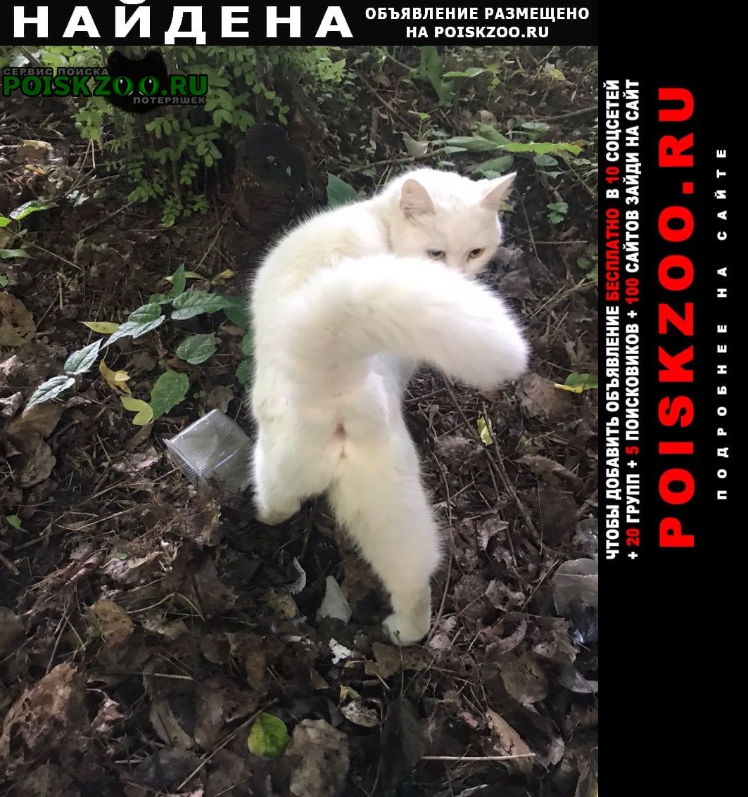 Найдена кошка в районе м молодежная Москва