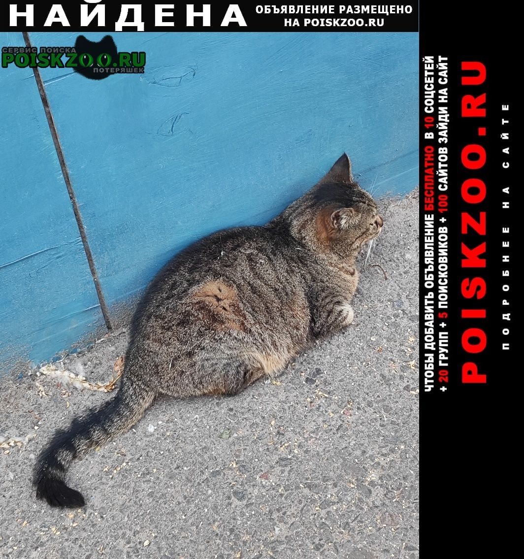 Москва Найдена кошка на улице кирпичный переулок, дом 33