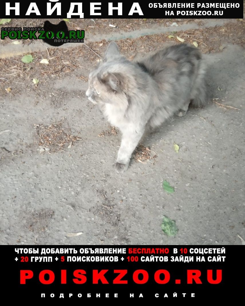 Москва Найдена кошка потерявшаяся домашняя кошка в раменках