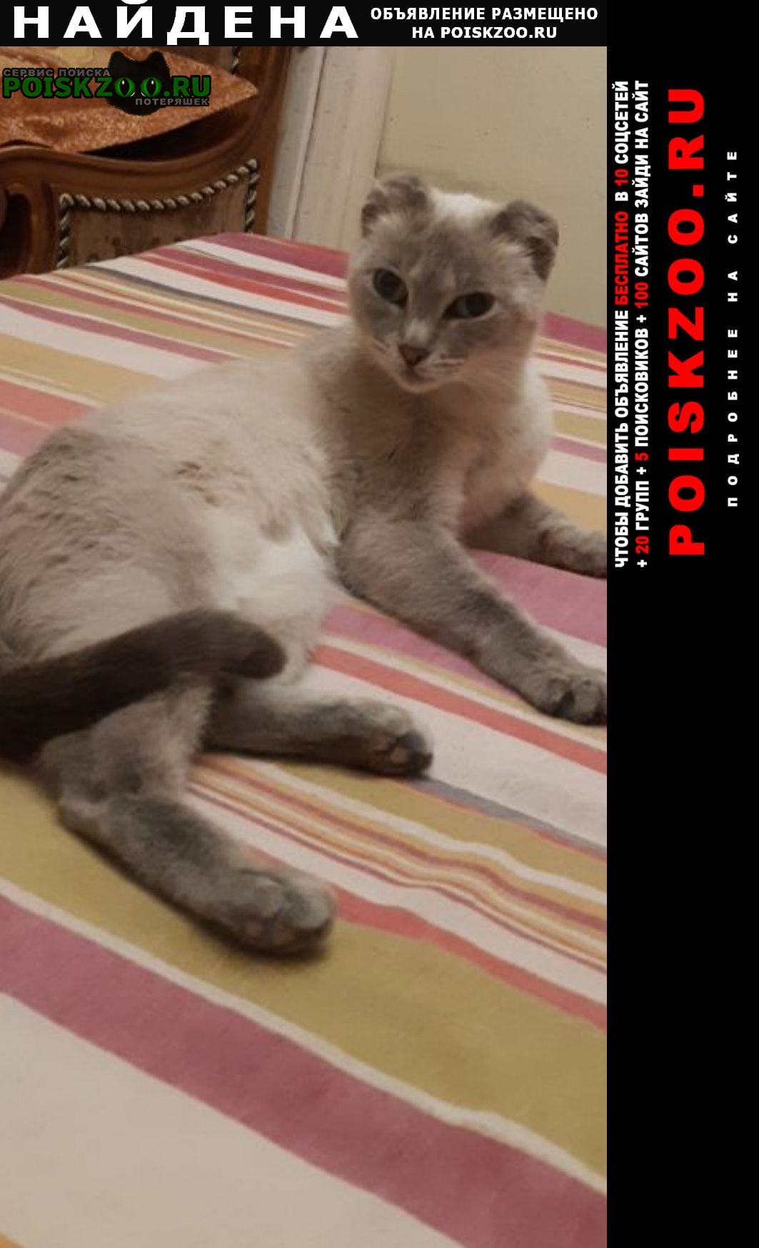 Найдена кошка в сотых кварталах Улан-Удэ