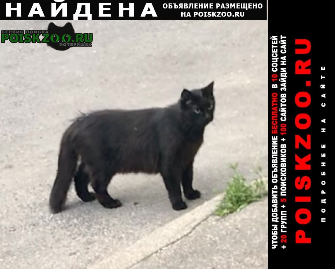 Москва Найдена кошка чёрная ( или кот)