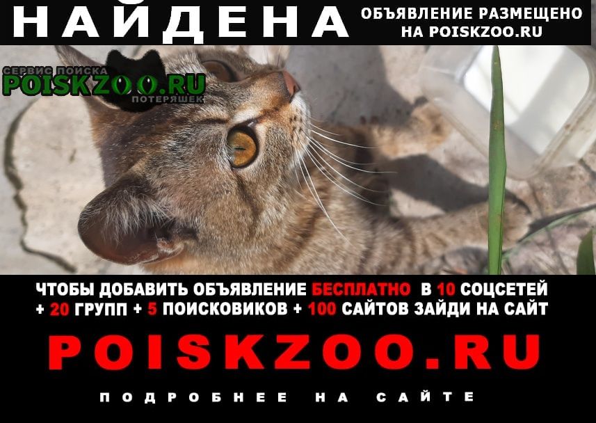 Найдена кошка Барнаул
