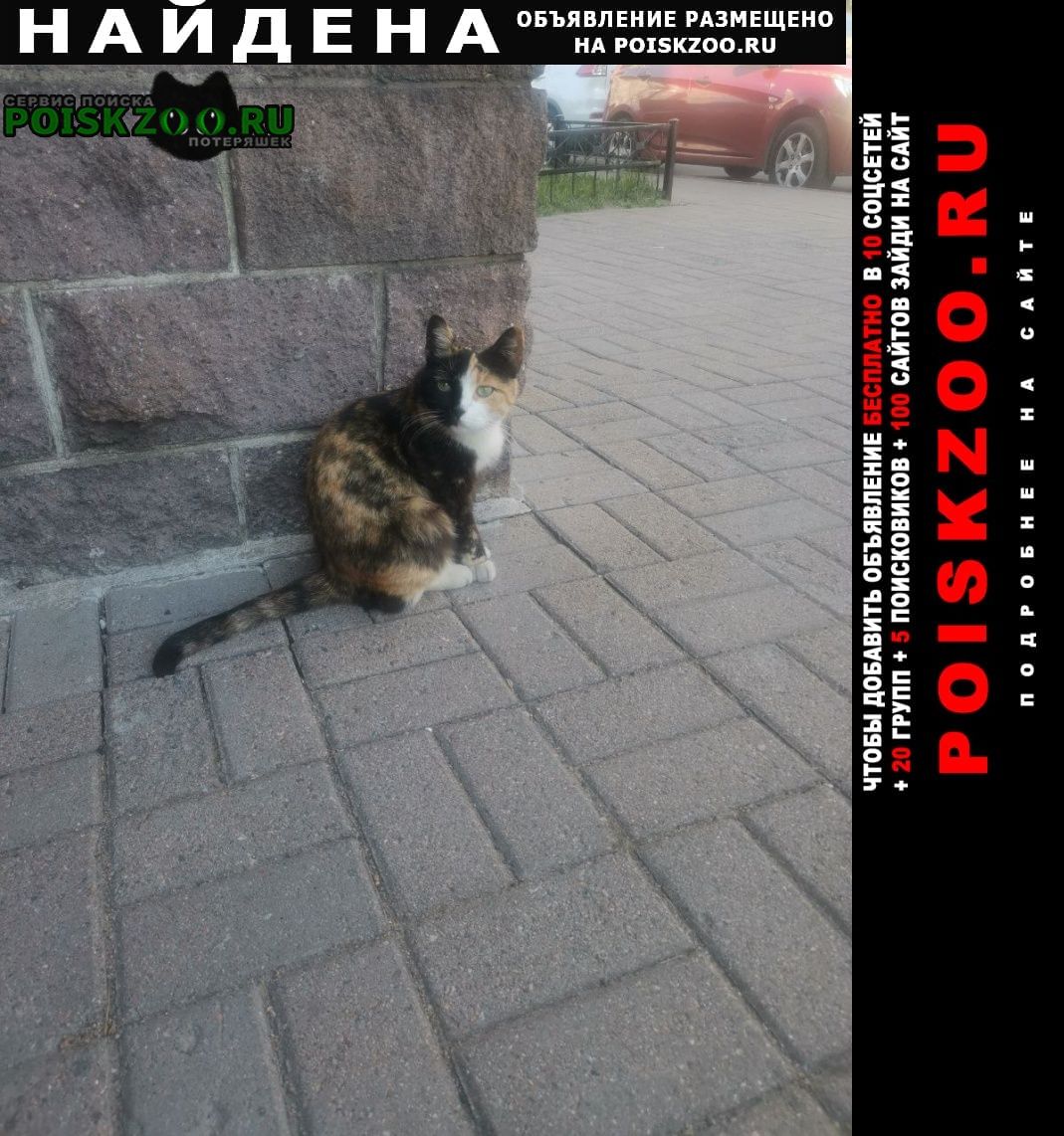 Санкт-Петербург Найдена кошка