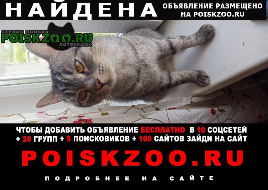 Москва Найден кот, домашний