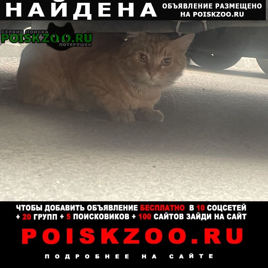 Найдена кошка замечен рыжий кот, маломосковская ул. Москва