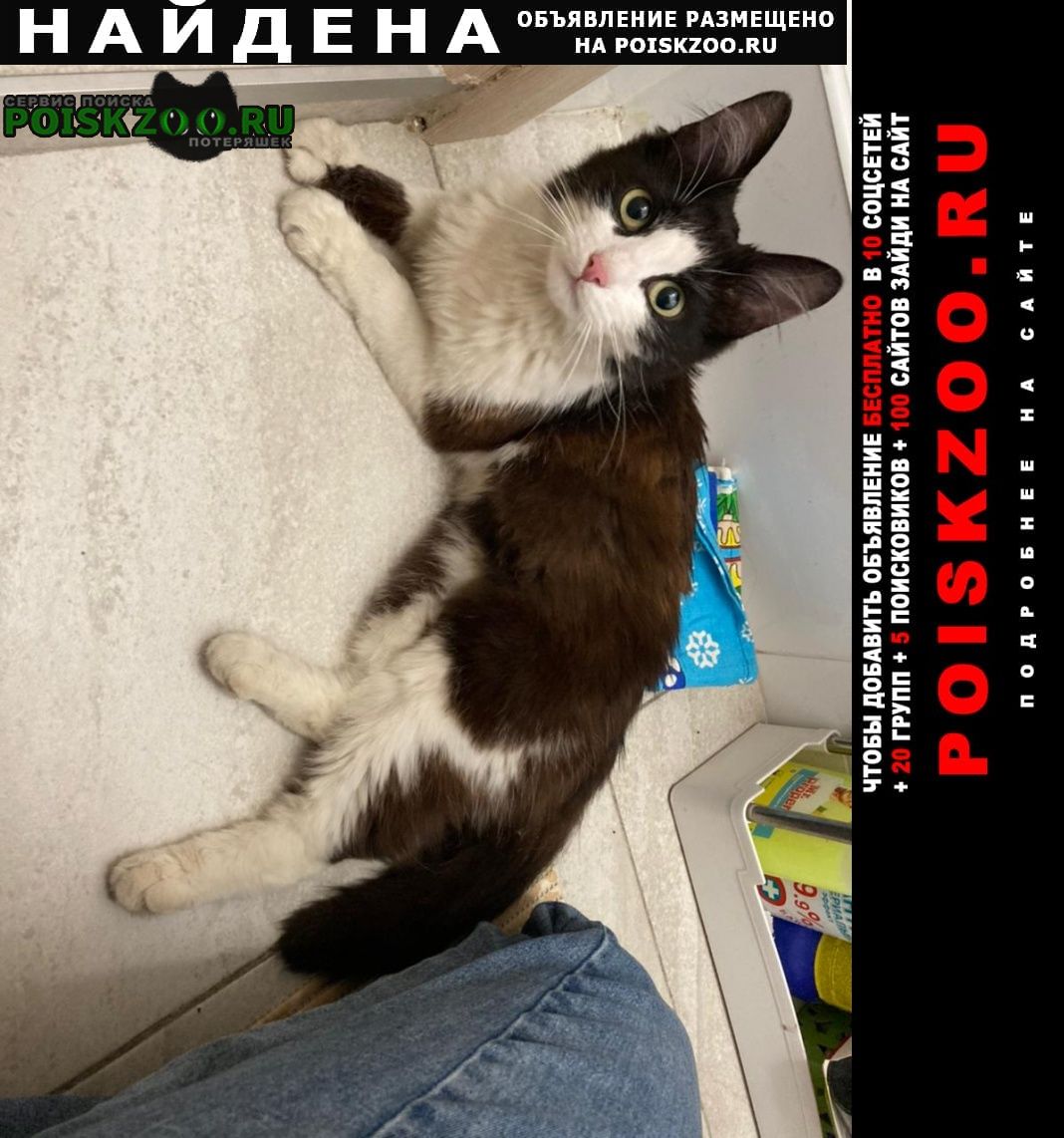 Найдена кошка черно-белая кошка/кот, румянцево Москва
