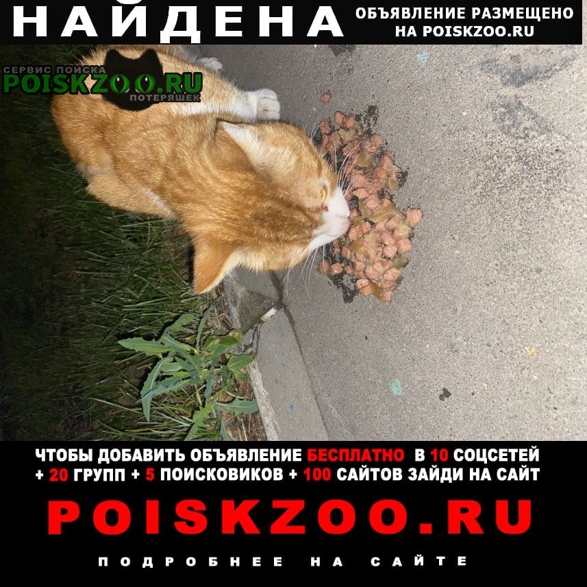 Москва Найдена кошка рыжий кот/кошка