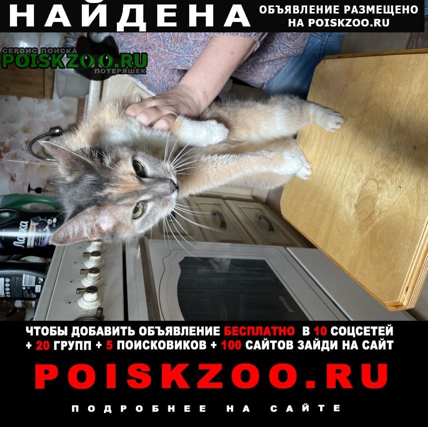 Найдена кошка трехцветная Москва