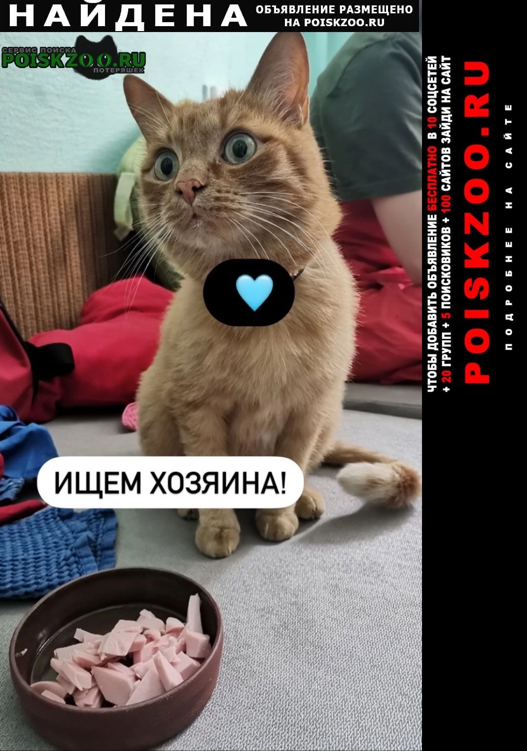 Екатеринбург Найдена кошка