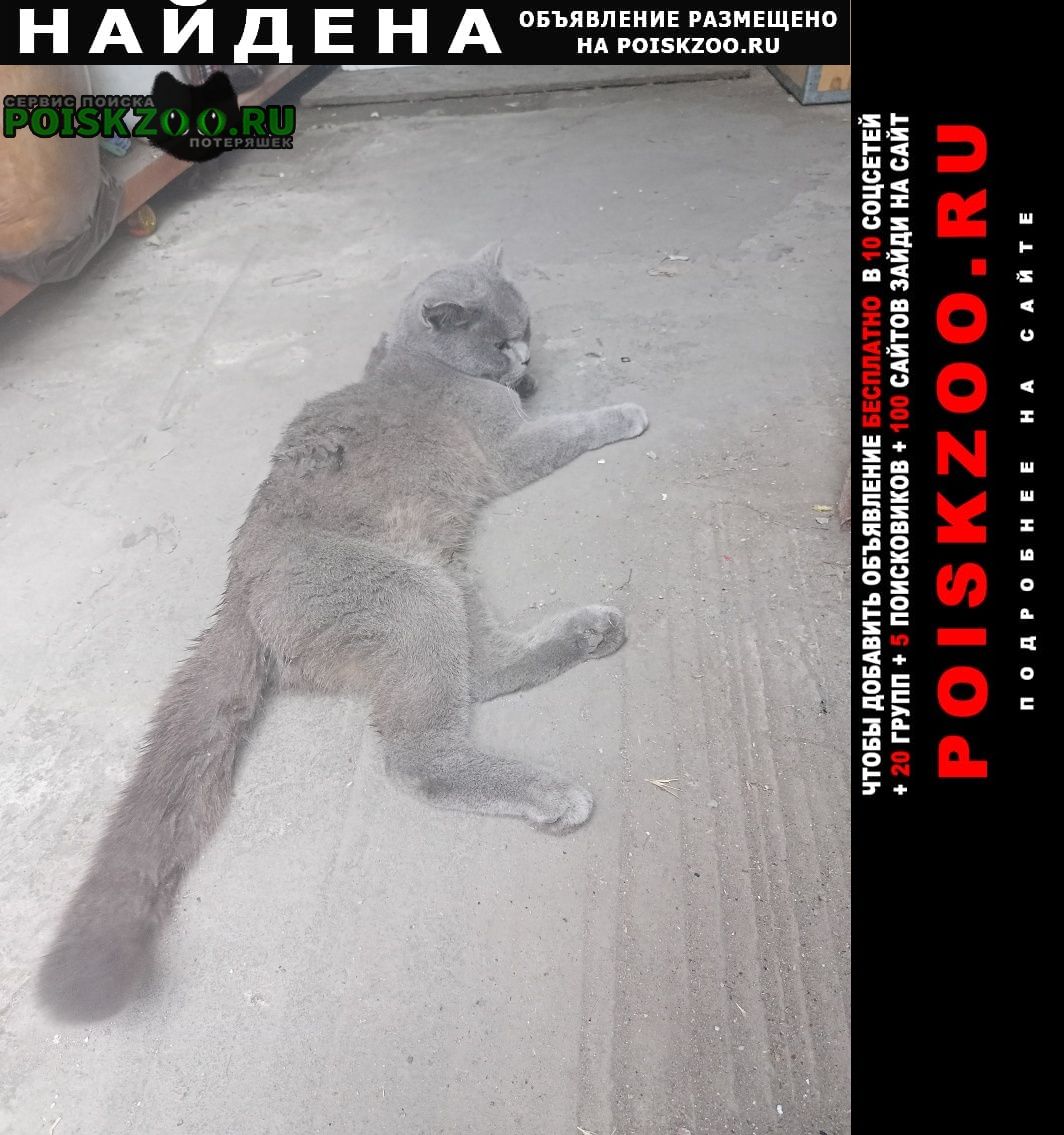 Найдена кошка нашлась Новороссийск