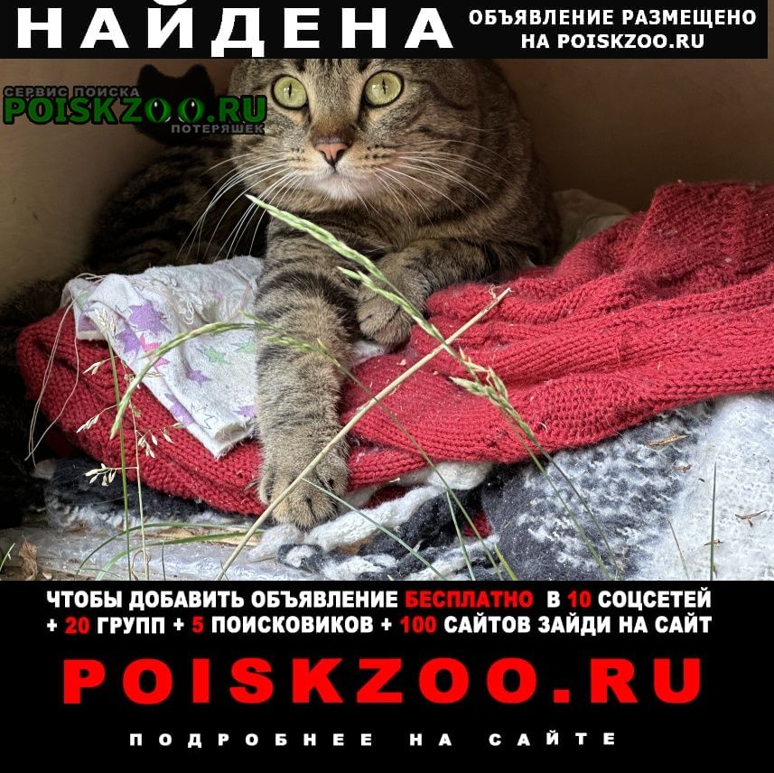 Москва Найден кот найдёт котик