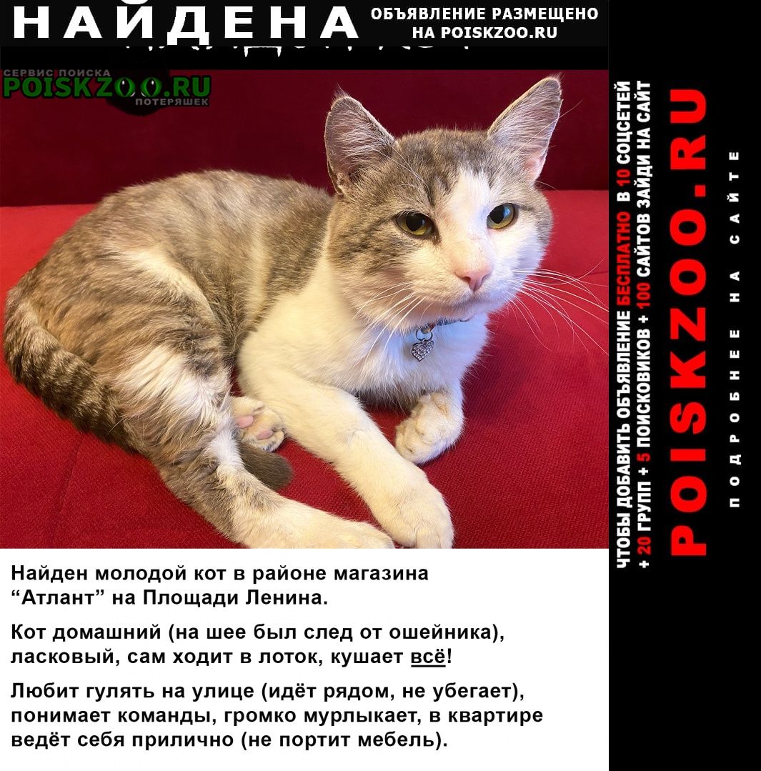 Найден кот Бобруйск