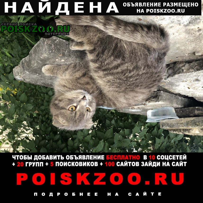 Найден кот (вислоухий) Переславль-Залесский