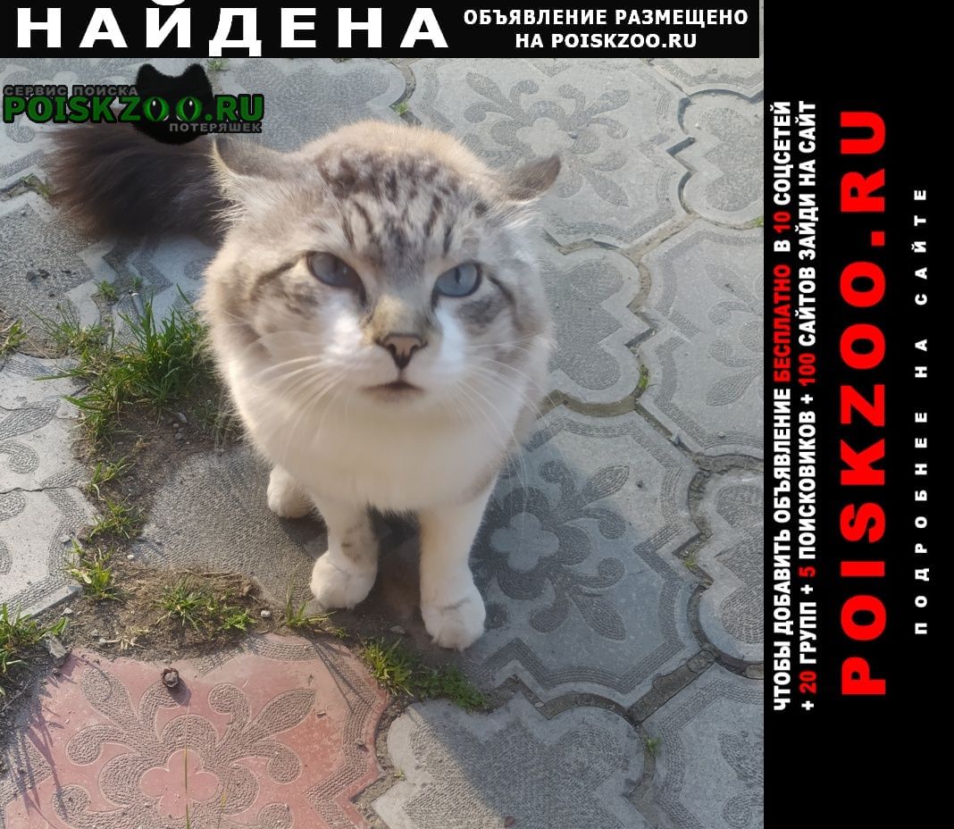 Найден кот красивый, породистый, умный, домашний ко Байкальск