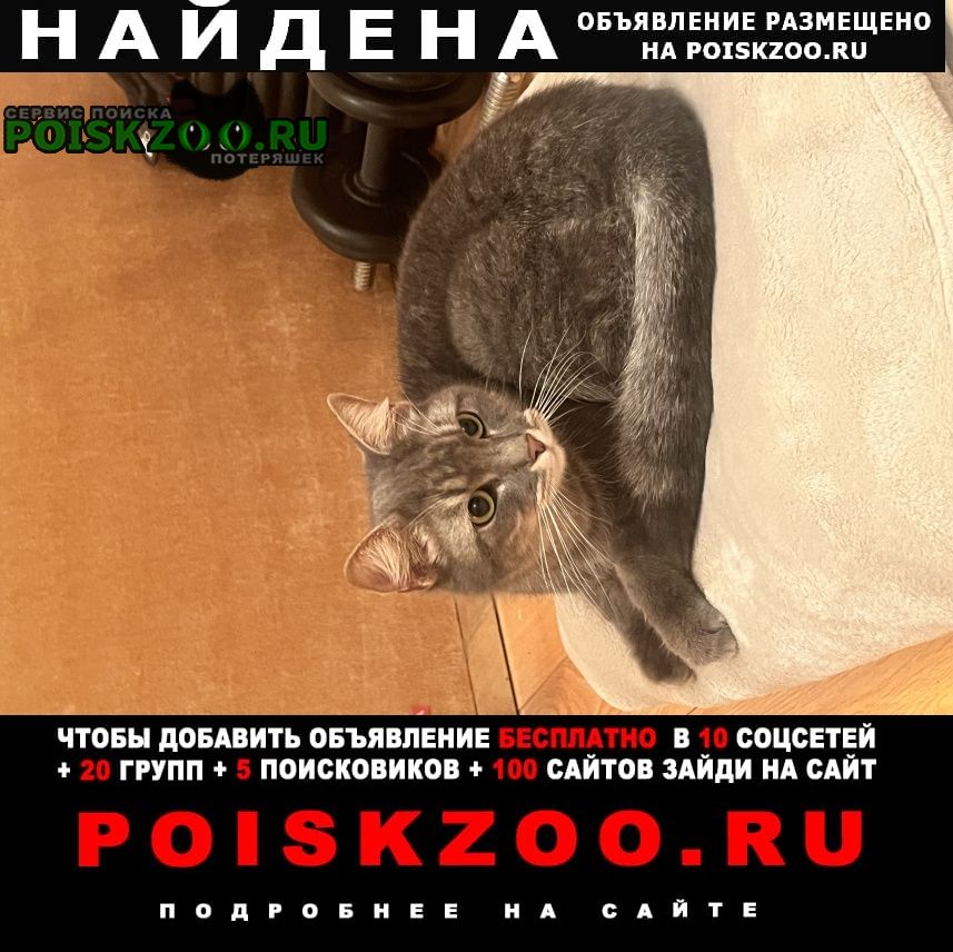 Москва Найдена кошка вднх алексеевская