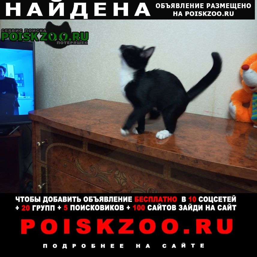 Нижний Новгород Найдена кошка котенок